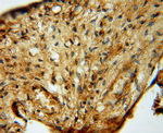 KARS Antibody in Immunohistochemistry (Paraffin) (IHC (P))