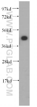 IGBP1 Antibody in Western Blot (WB)