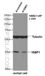 IGBP1 Antibody in Western Blot (WB)