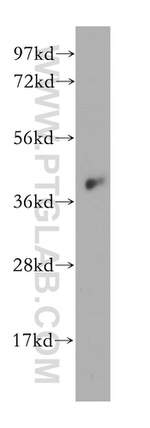 IGBP1 Antibody in Western Blot (WB)