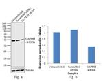 GAPDH Antibody