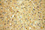 OAS1 Antibody in Immunohistochemistry (Paraffin) (IHC (P))