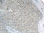 OAS1 Antibody in Immunohistochemistry (Paraffin) (IHC (P))