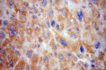 RPS15 Antibody in Immunohistochemistry (Paraffin) (IHC (P))