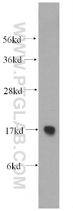 RPS15 Antibody in Western Blot (WB)