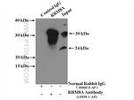 RBM8A/Y14 Antibody in Immunoprecipitation (IP)