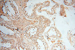 RBM8A/Y14 Antibody in Immunohistochemistry (Paraffin) (IHC (P))