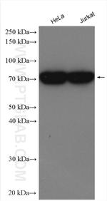 PABPC4 Antibody in Western Blot (WB)