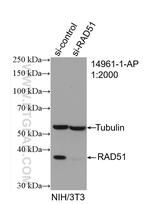 RAD51 Antibody in Western Blot (WB)