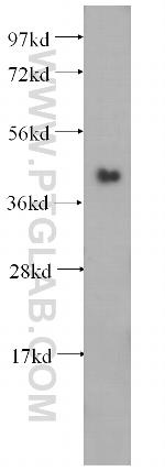 SERPINB6 Antibody in Western Blot (WB)