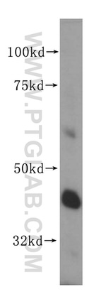 DDAH2 Antibody in Western Blot (WB)