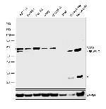 PAR2 Antibody in Western Blot (WB)