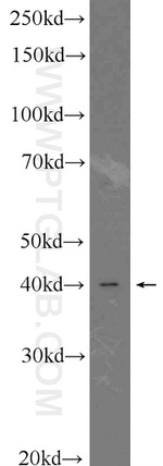 LEF1 Antibody in Western Blot (WB)