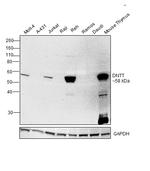 TdT Antibody in Western Blot (WB)