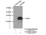 UQCRQ Antibody in Immunoprecipitation (IP)