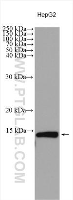 UQCRQ Antibody in Western Blot (WB)