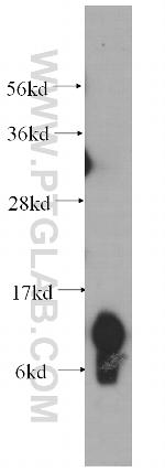 UQCRQ Antibody in Western Blot (WB)