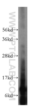 UQCRQ Antibody in Western Blot (WB)