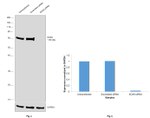 SOX9 Antibody in Western Blot (WB)