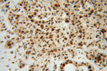 SNRPF Antibody in Immunohistochemistry (Paraffin) (IHC (P))