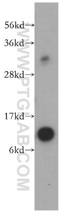 SNRPF Antibody in Western Blot (WB)