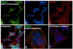 SOX11 Antibody