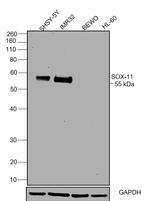 SOX11 Antibody