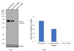 SOX11 Antibody