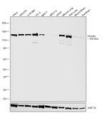 Vinculin Antibody