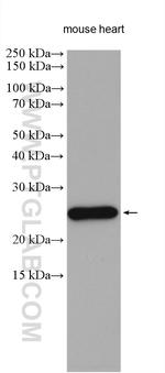 AK1 Antibody in Western Blot (WB)