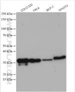 Galectin-3 Antibody in Western Blot (WB)