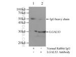 Galectin-3 Antibody in Immunoprecipitation (IP)