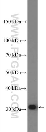 Galectin-3 Antibody in Western Blot (WB)