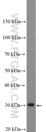 Galectin-3 Antibody in Western Blot (WB)