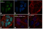 SOX2 Antibody