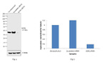 SOX2 Antibody