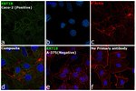 Cytokeratin 18 Antibody in Immunocytochemistry (ICC/IF)