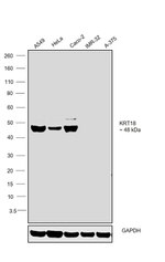 Cytokeratin 18 Antibody in Western Blot (WB)