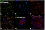 Nestin Antibody