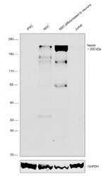 Nestin Antibody in Western Blot (WB)