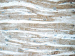 PPA1 Antibody in Immunohistochemistry (Paraffin) (IHC (P))