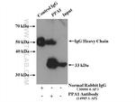 PPA1 Antibody in Immunoprecipitation (IP)