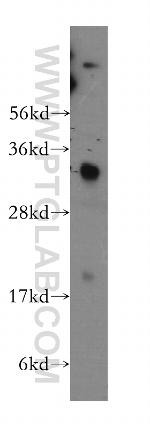 PPA1 Antibody in Western Blot (WB)