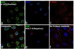 AHR Antibody