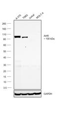 AHR Antibody in Western Blot (WB)