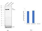 AHR Antibody in Western Blot (WB)