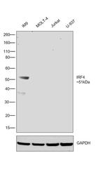 IRF4 Antibody