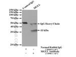 MGLL Antibody in Immunoprecipitation (IP)