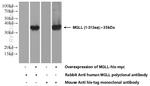 MGLL Antibody in Western Blot (WB)