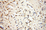 S100A13 Antibody in Immunohistochemistry (Paraffin) (IHC (P))